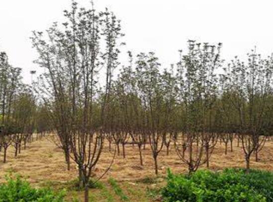 湖南花木基地哪個苗圃基地的綠化苗木規(guī)?；揖G化苗木標(biāo)準(zhǔn)化！