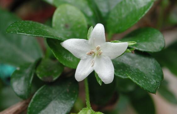 茶在植物學(xué)分類屬于什么科什么屬？