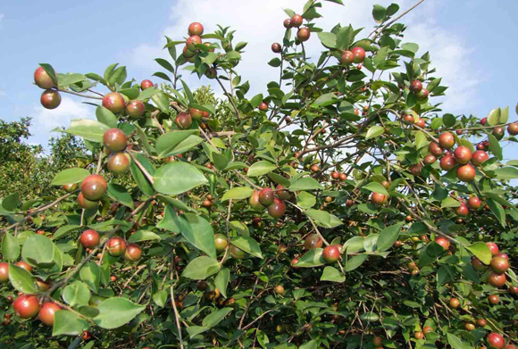 茶油樹(shù)的產(chǎn)量和種植管理