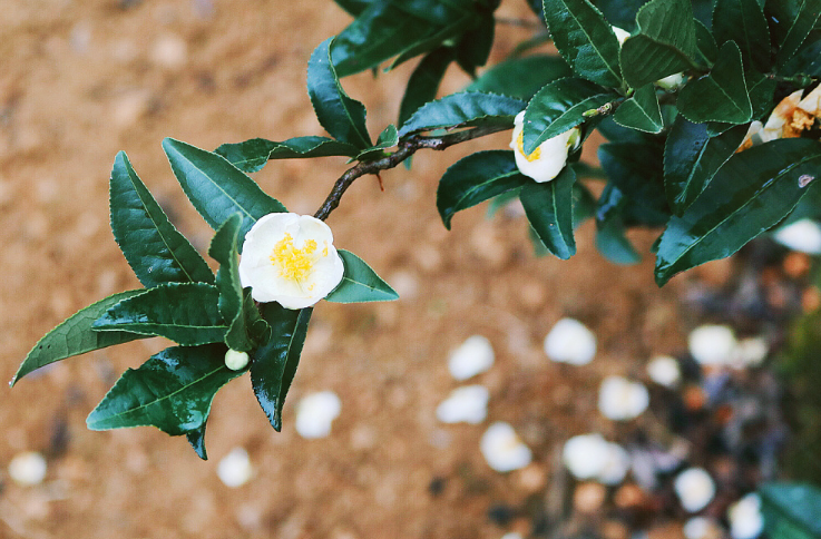 茶油什么季節(jié)開花