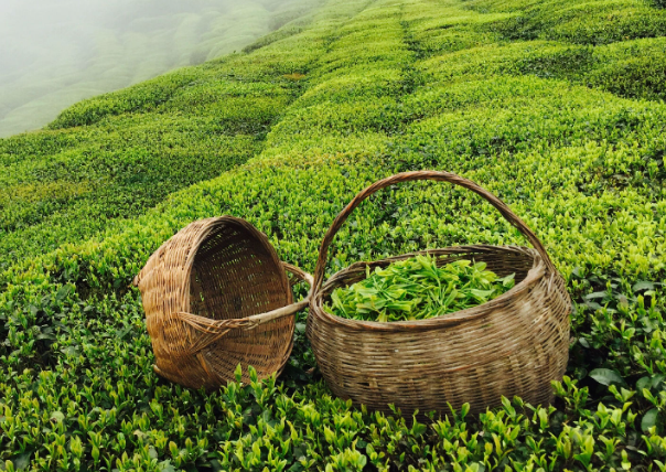 茶葉種植地選地