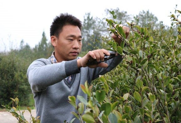 新手如何種植茶油樹(shù)