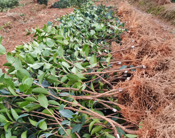 山茶油樹樹苗種植