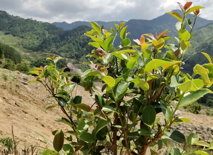 種植茶油樹的利益