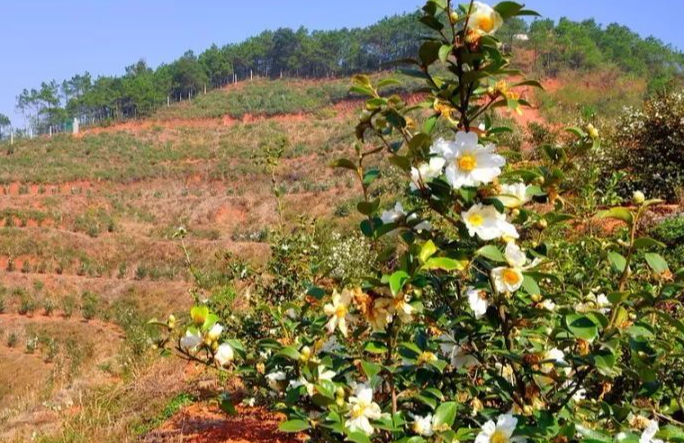 寧鄉(xiāng)茶油樹(shù)種植技術(shù)