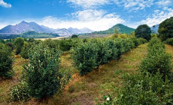 茶油樹種植間距