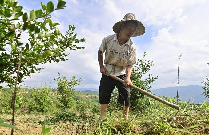 油茶種植的風險與防范措施