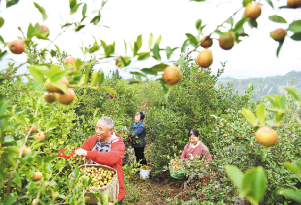 中國有一種“山茶油”，驚艷了全世界！