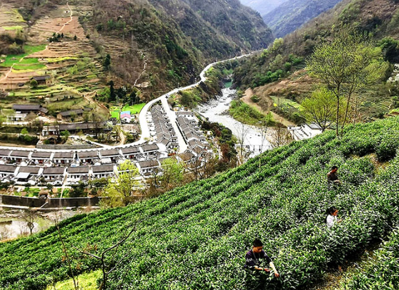 陽壩鎮(zhèn)茶葉采摘加工體驗(yàn)基地正式開放啦！