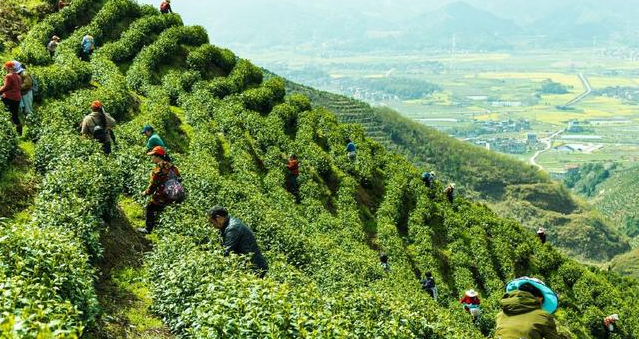 近日2萬斤陽新春茶陸續(xù)上市 “一片葉”長成黃金葉