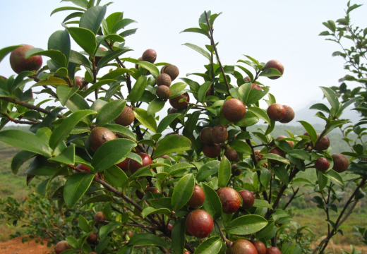 東至縣堯渡鎮(zhèn)：種植油茶樹(shù) 走出致富路